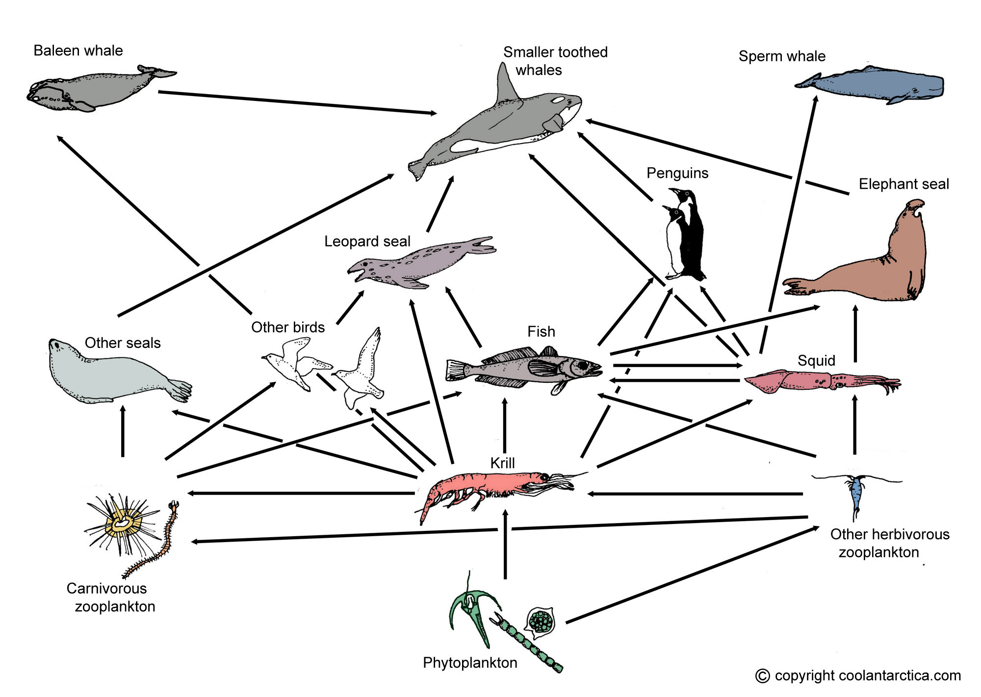 Food Web Worksheet Answer Key